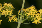 Yellow Spring bedstraw 